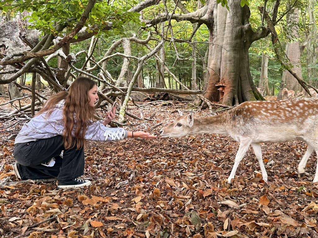 Explore Historic Knole House