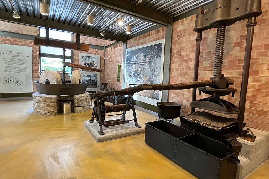 The Olive Tree's Story