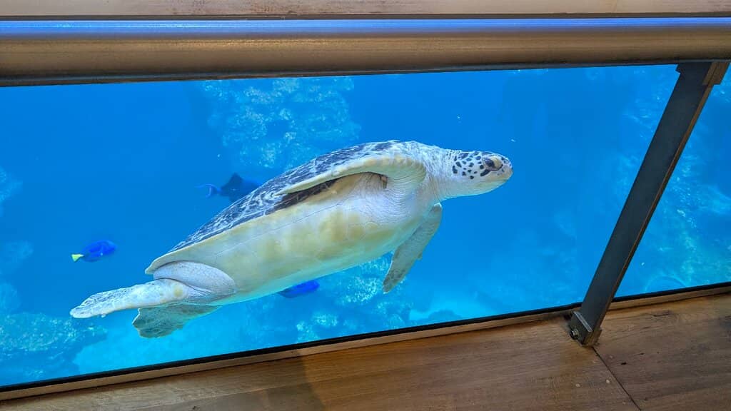 Diverse Aquarium Displays