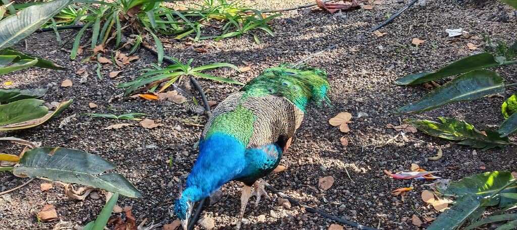 Exotic Plant Collection