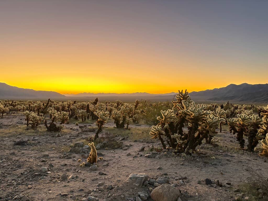 Desert Wildlife Encounters