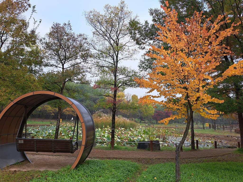 Pond with Colorful Fish