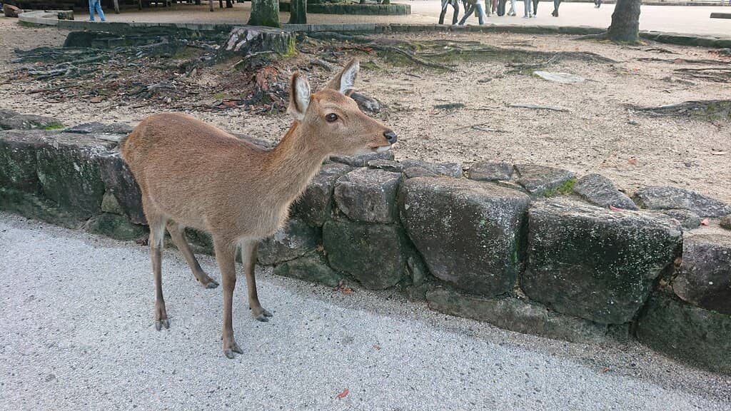 Friendly Sika Deer