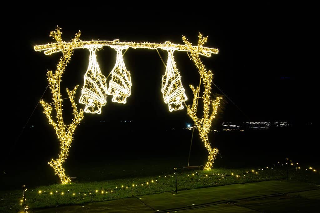 S'mores and Fireside Vibes