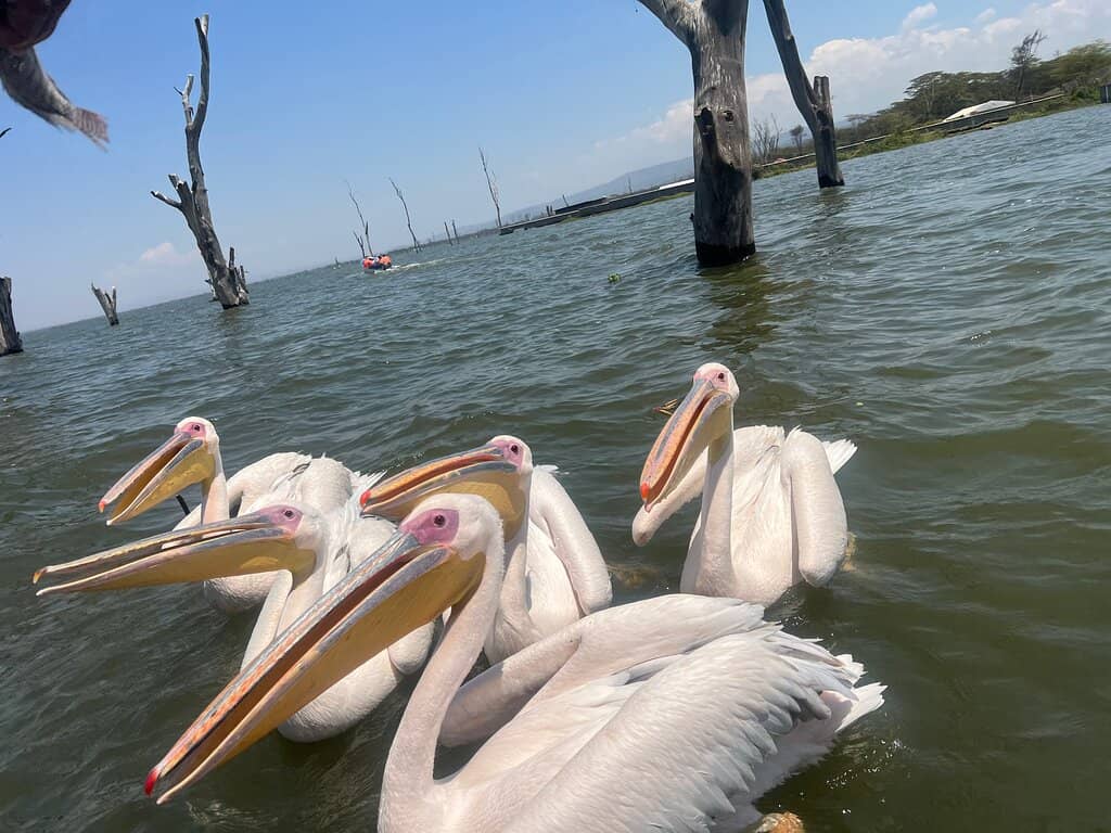 Dwights Beauty Parlour