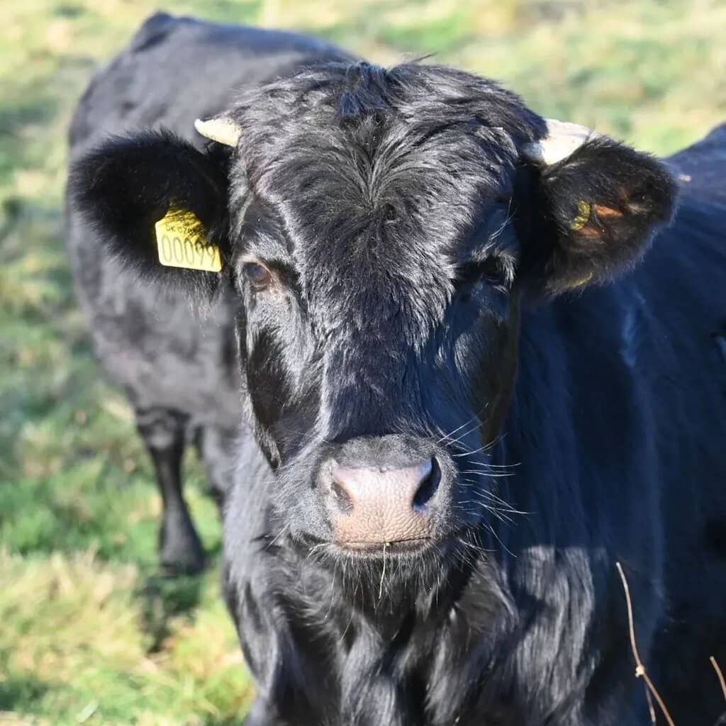 Nature Walk Over the Lake