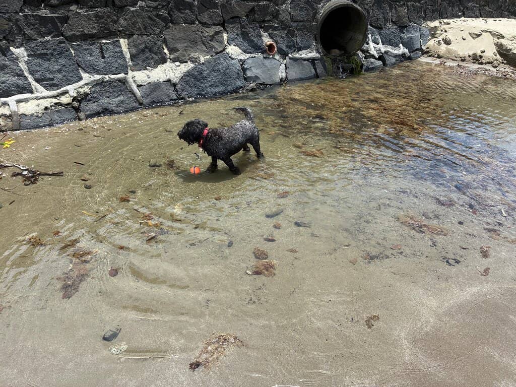 Browns Bay Brewing Co.