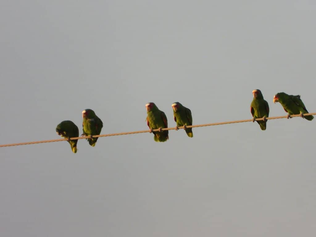 Parrot Fly-In Spectacle