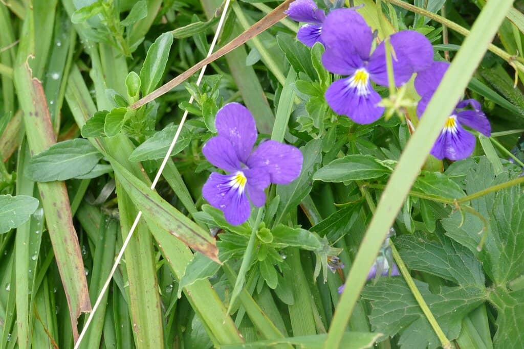 Sunset/Sunrise Spectacle