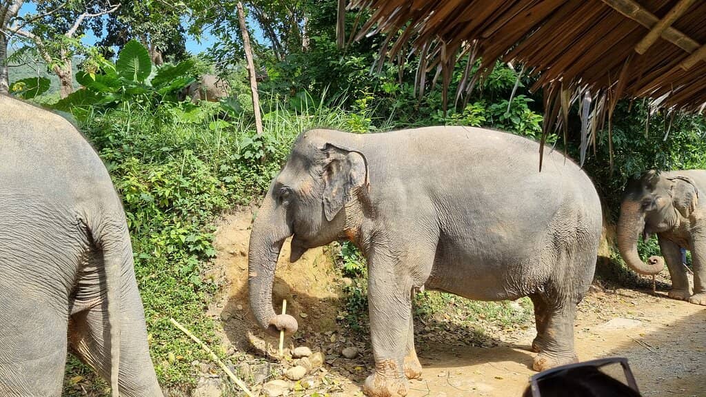 Ethical Feeding Experience