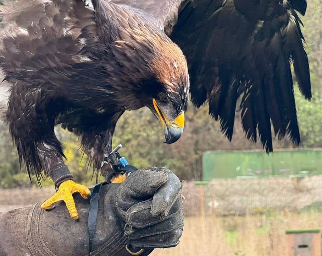 Birds of Prey Handling