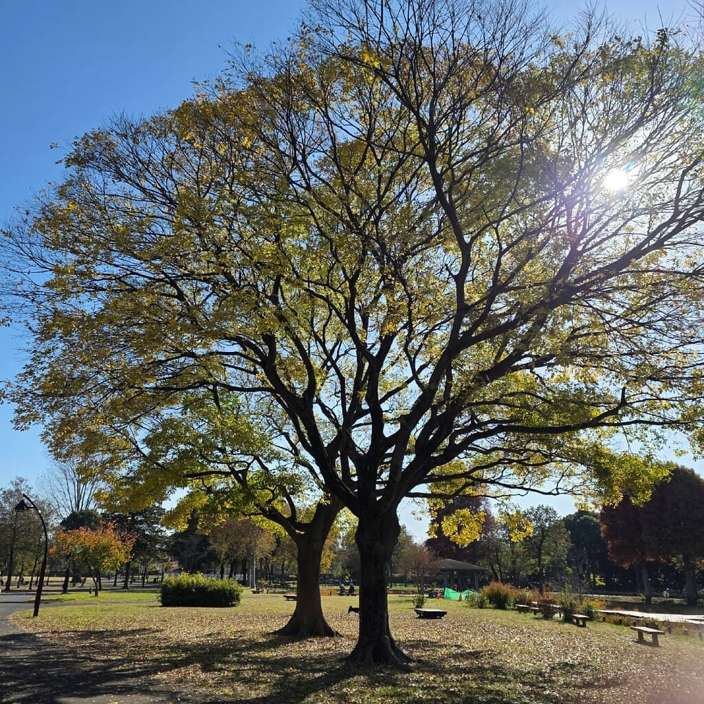 Spacious Green Lawns