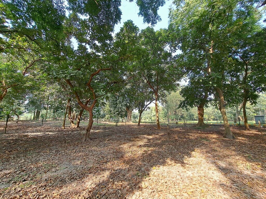 The Great Banyan Tree