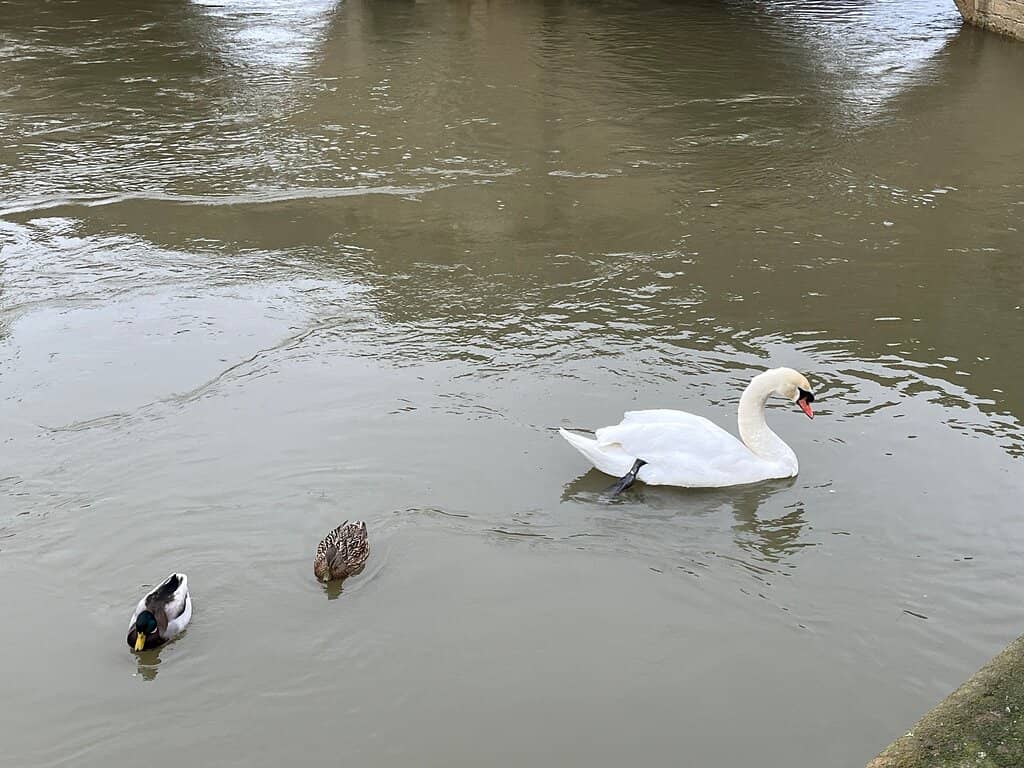 Historic Town Center