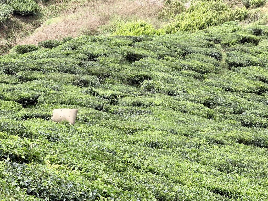 Delicious Scones and Tea