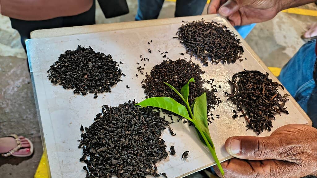 Peacocks and Scenic Views