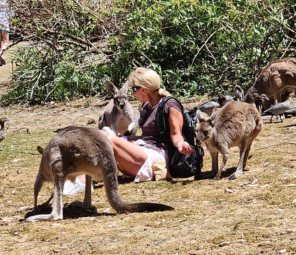 Reptile Presentation