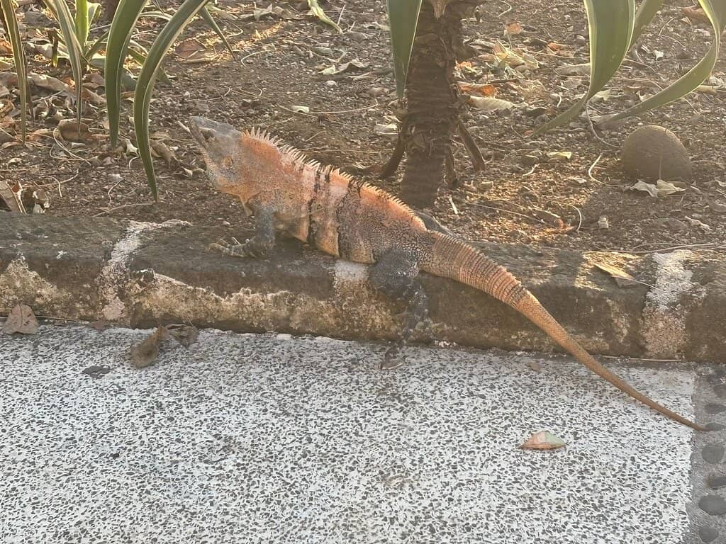 Hike to Playa Dantita