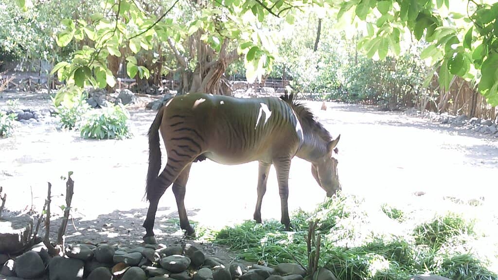 Giraffes and Monkeys