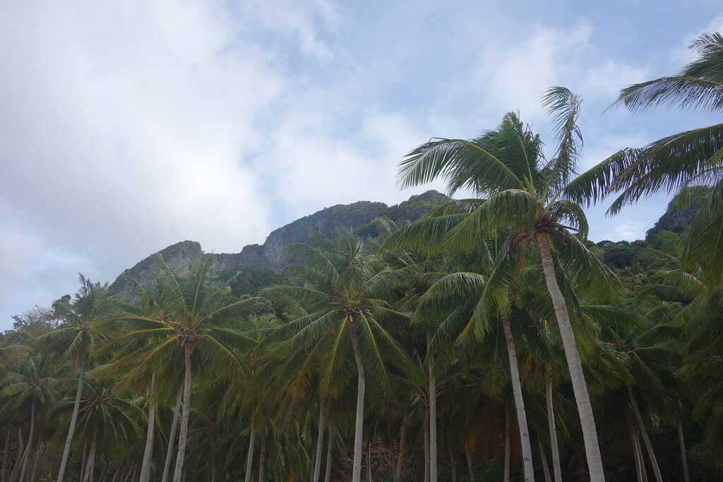 Iconic Coconut Palms