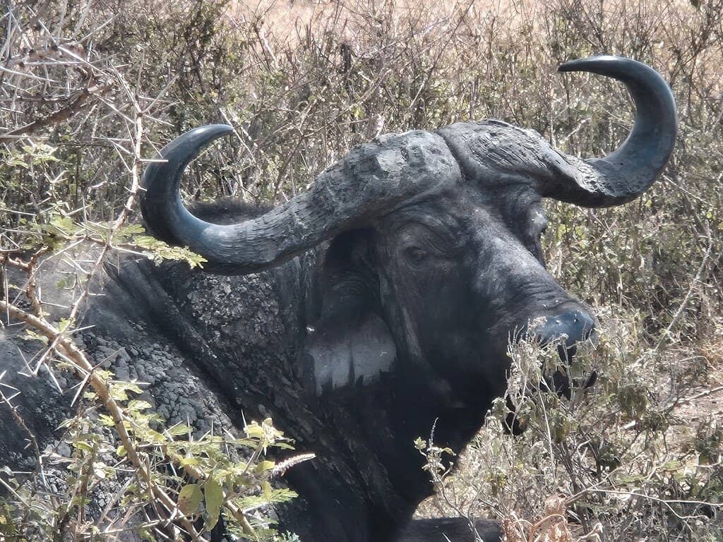 Lions in Their Habitat