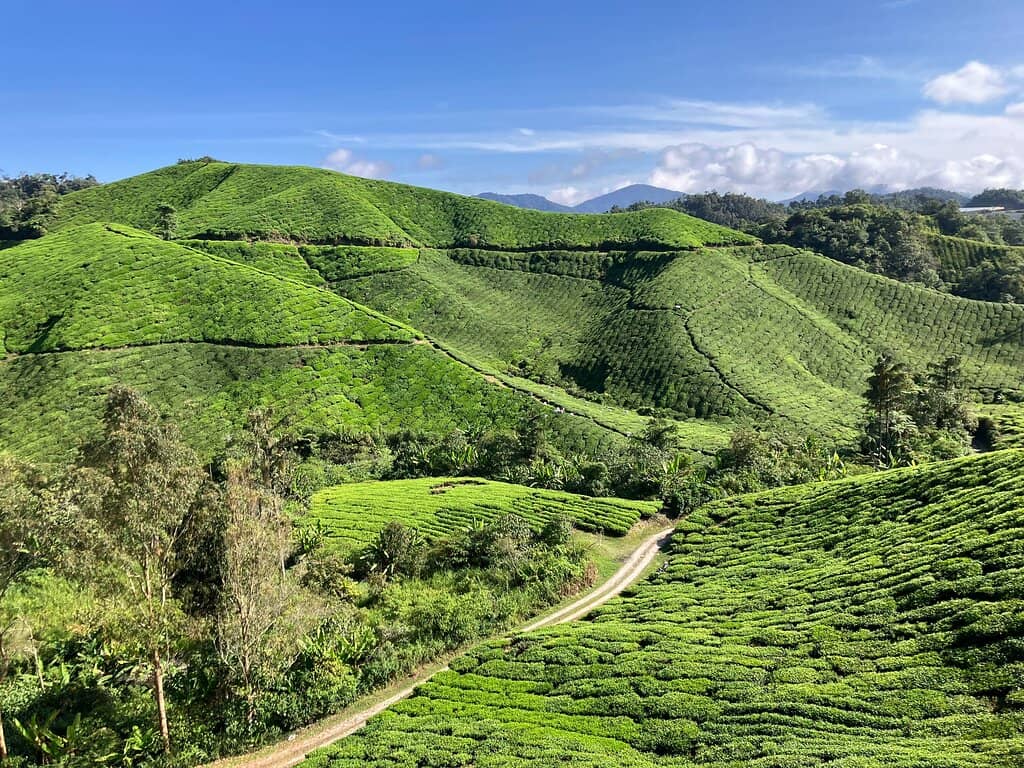 Historic Tea Factory