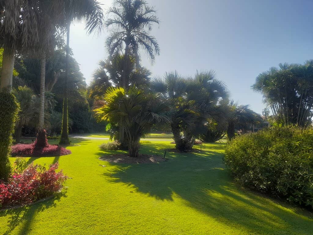 Native Brazilian Flora Collection