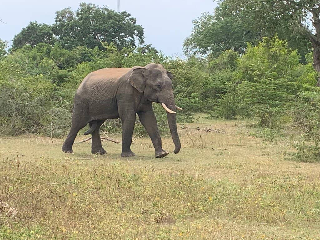 Majestic Elephant Herds