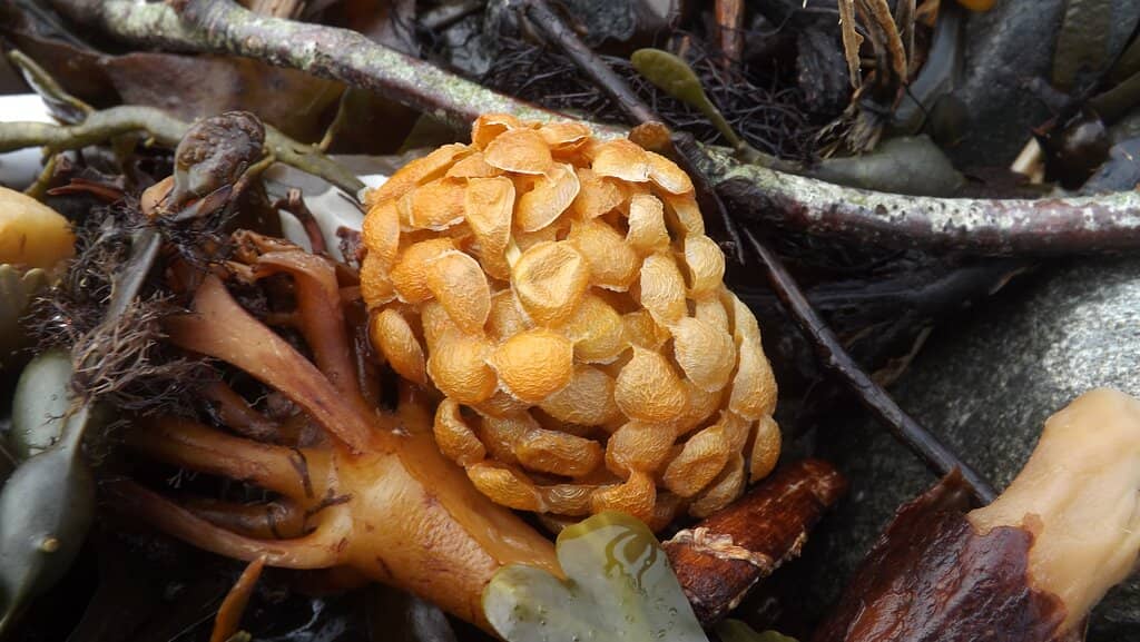 Scenic Promenade Walk