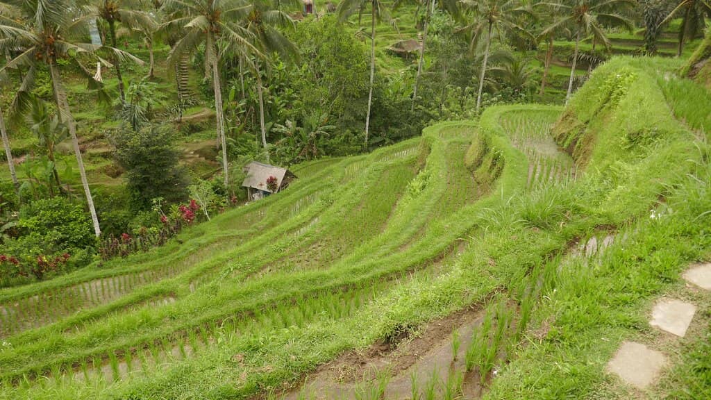 Palm Sugar Tree Blooms