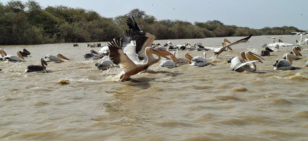Migratory Bird Spectacle