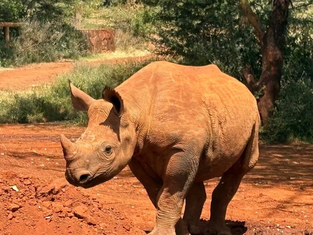 Iconic Nairobi Skyline View
