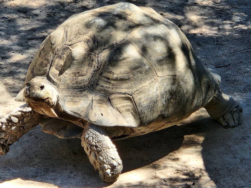 Diverse African Wildlife