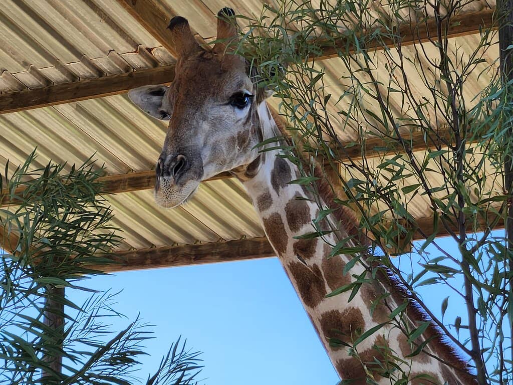 Giraffe Encounters