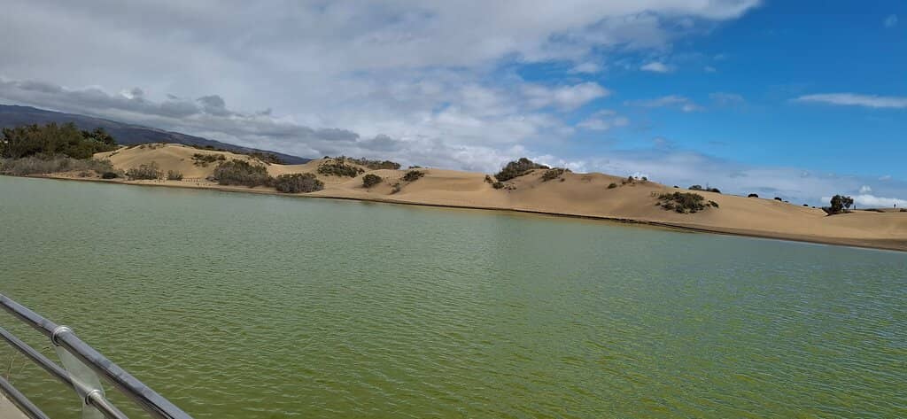 Dawn Wildlife Spectacle