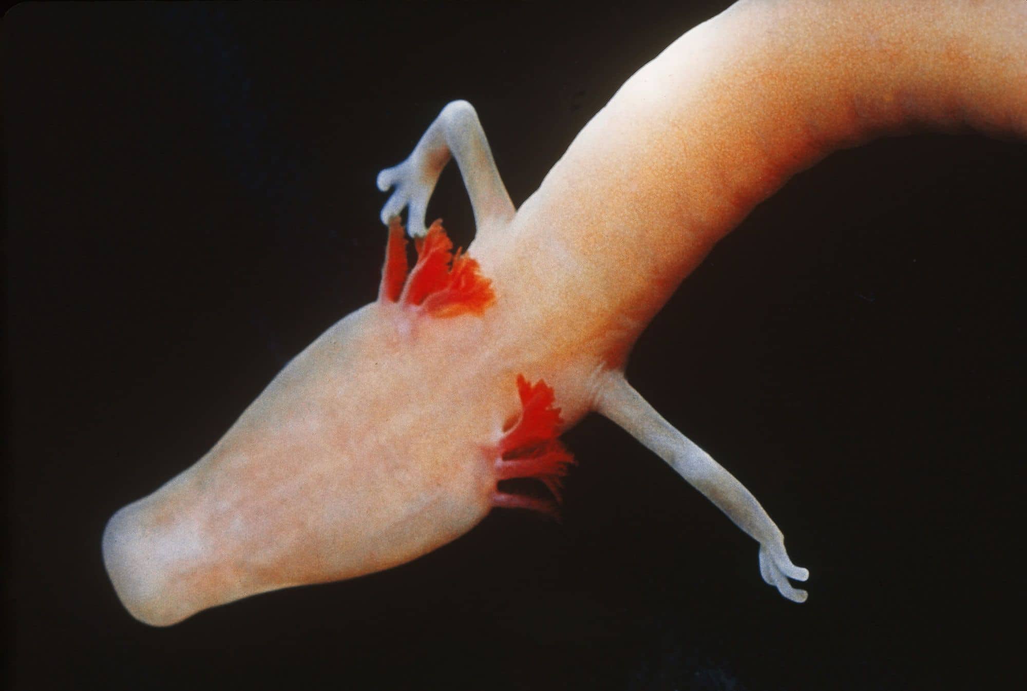 The Proteus (Olm)