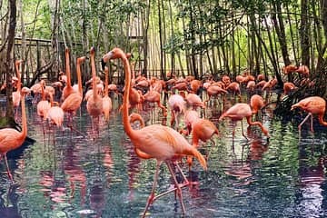 Daily Bird Exhibitions
