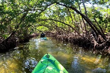 Mangrove Waterways