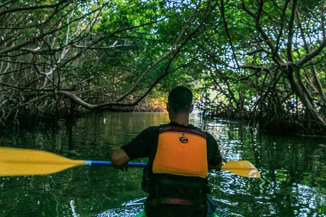 Kayaking Through Mangroves