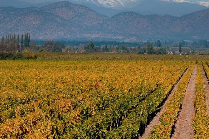 Wine Tasting Experience