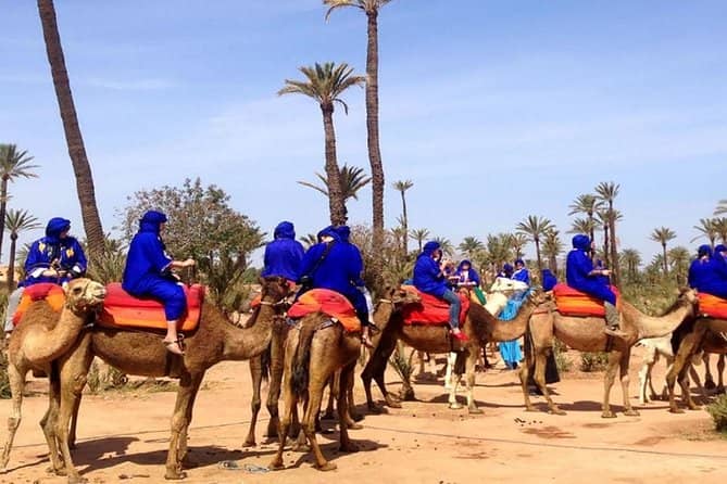 Camel Ride Experience