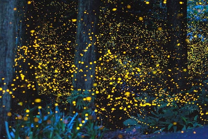 Firefly Spectacle