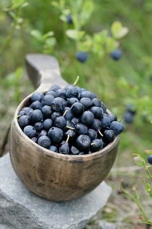 Berry and Mushroom Foraging