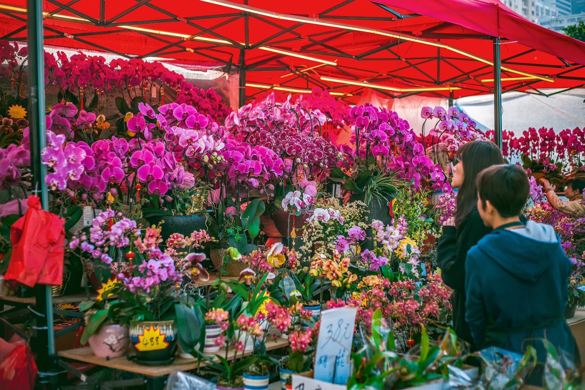 Auspicious CNY Plants
