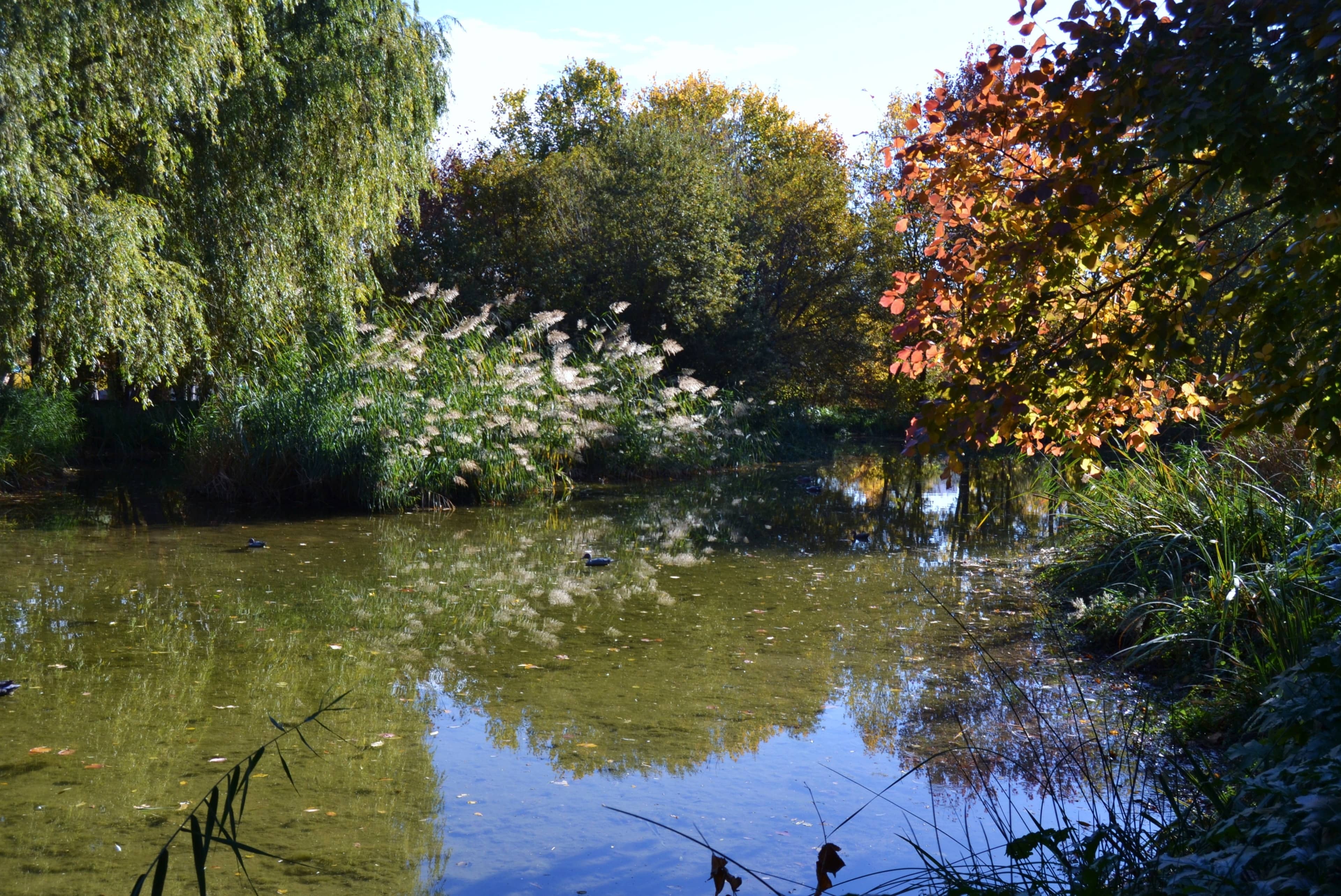 Tranquil Duck Pond