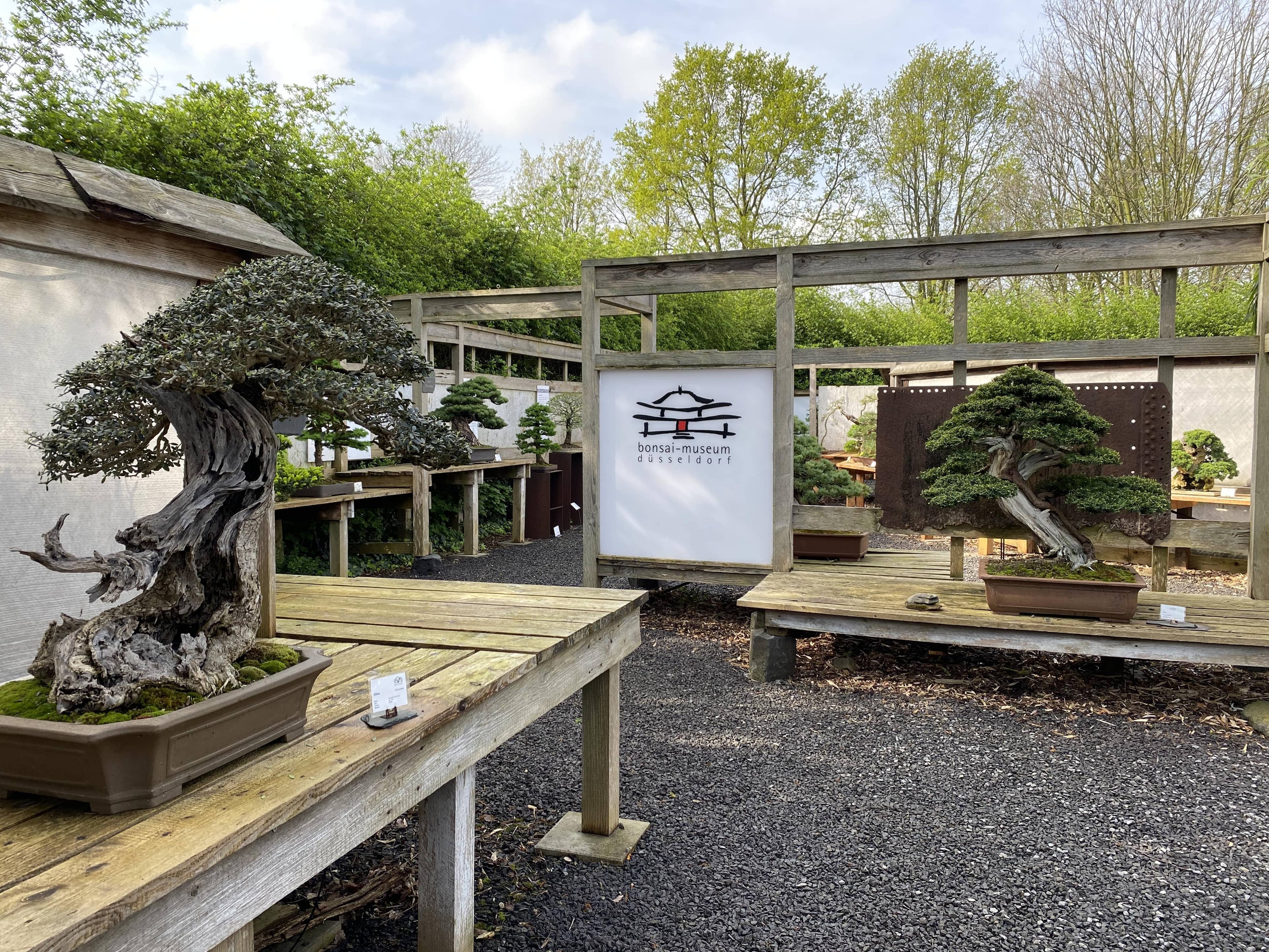 Bonsai Artistry