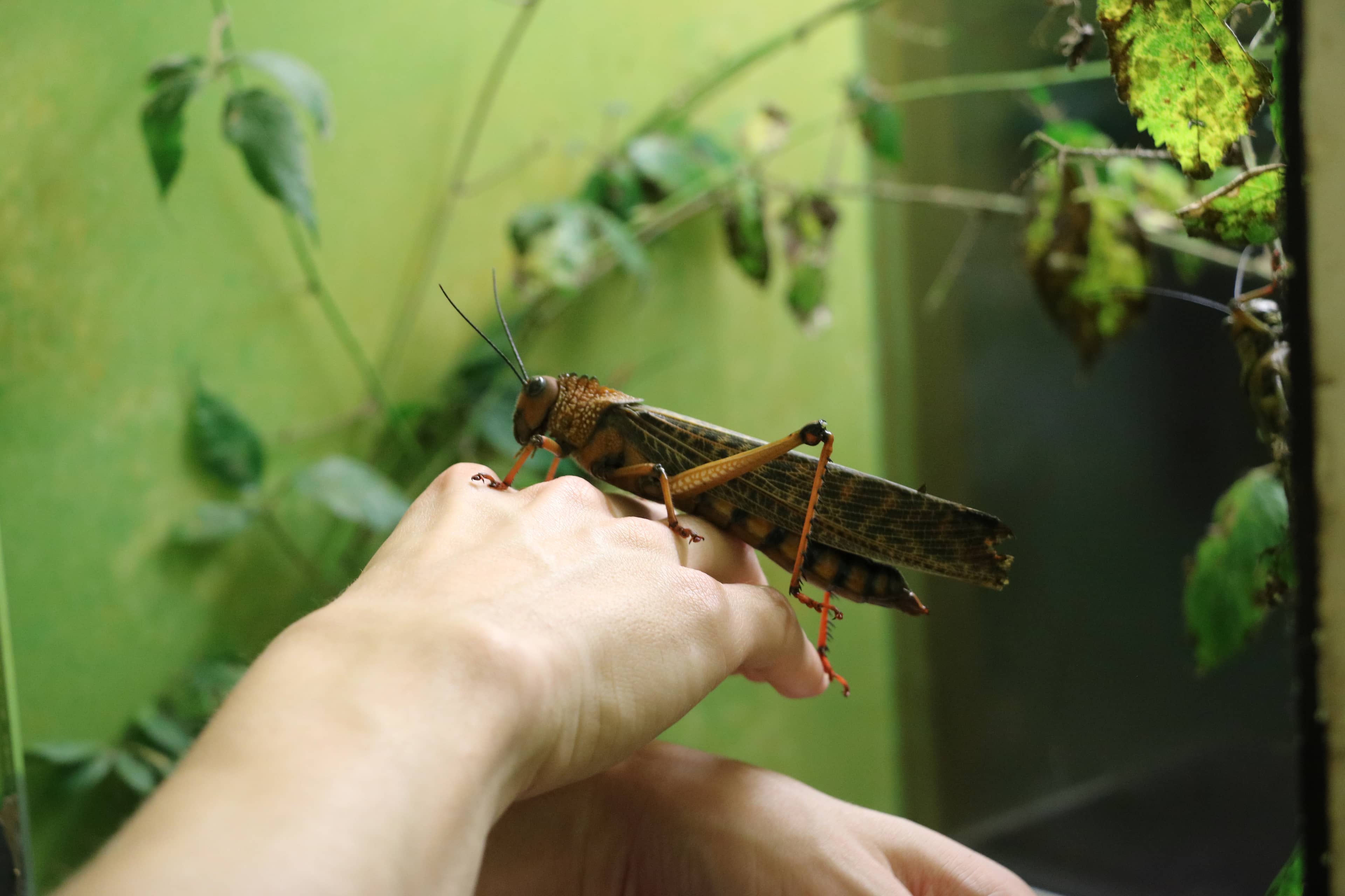 Insectarium Wonders