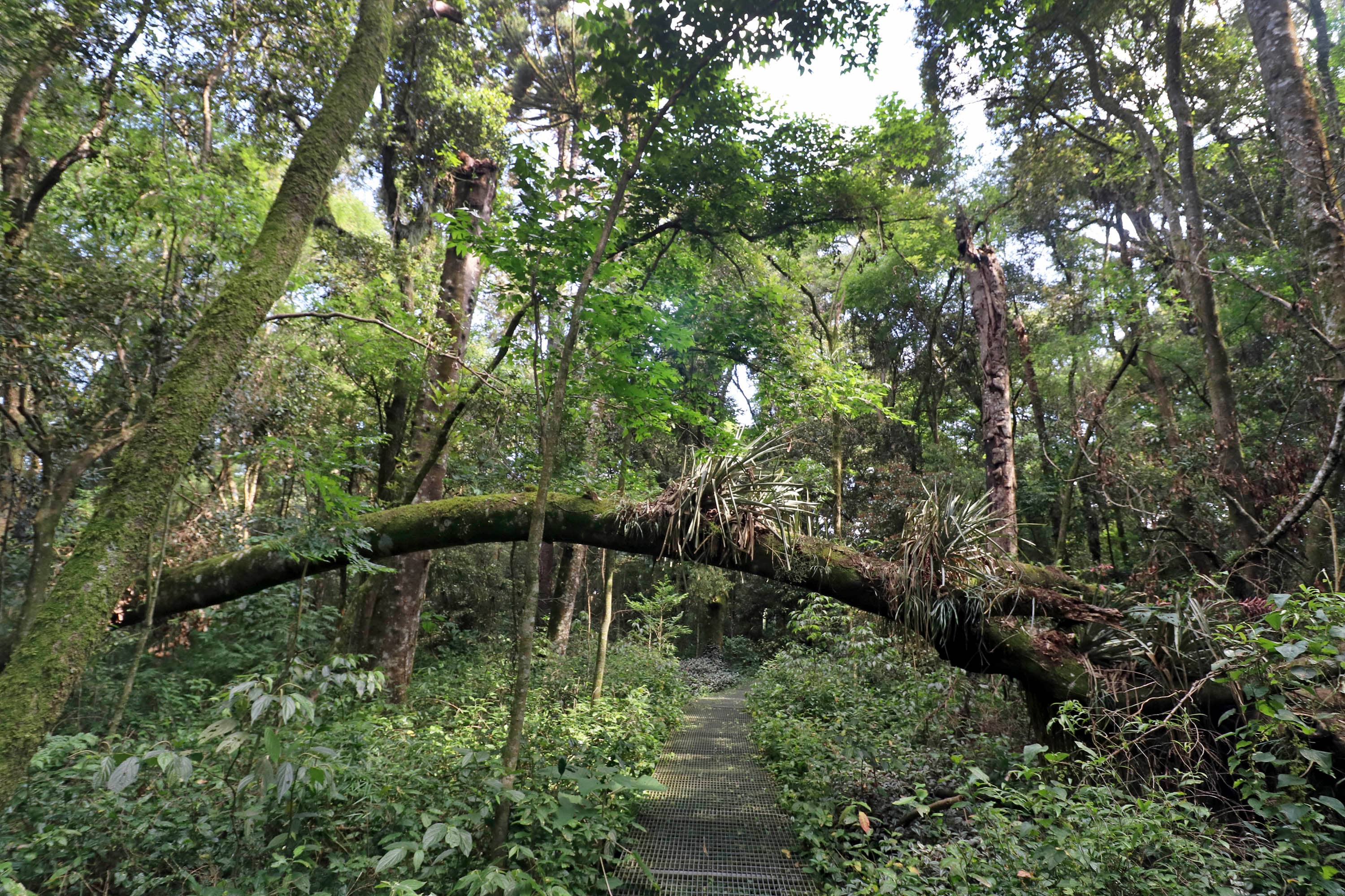 Majestic Araucária Trees