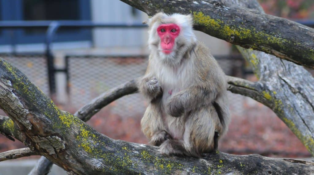 Playful Primates
