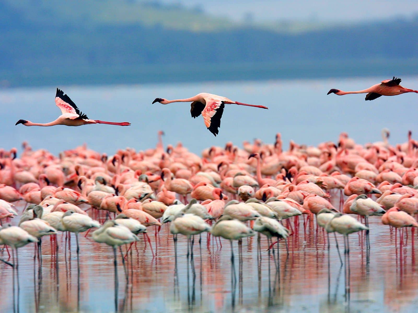 Korission Lagoon Wildlife